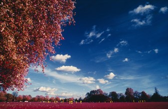 MEDIA, Photography, Film, Infra red photograph of Clapham Common with trees in the foreground and