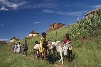 SOUTH AFRICA, KwaZulu Natal , Melmoth, Zulu woman and young boys moving goods using donkeys.