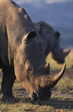 SOUTH AFRICA, Natal, Hluhluwe Game Reserve, White Rhinoceros (Ceratotherium Simum) grazing.