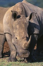 SOUTH AFRICA, Natal, Zululand , White Rhinoceros (Ceratotherium Simum) eating grass.