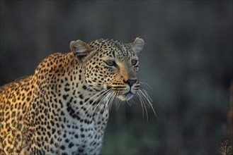 SOUTH AFRICA, Kruger National Park, "Leopard, portrait. P"