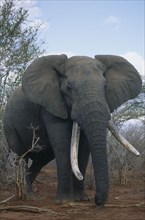 SOUTH AFRICA, Kruger National Park, African Elephant with big tusks.