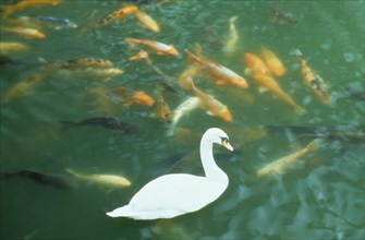JAPAN, Animals, Swan swimming with carp