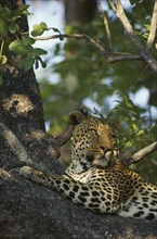 SOUTH AFRICA, Animals, Part view of leopard lying along tree branch.