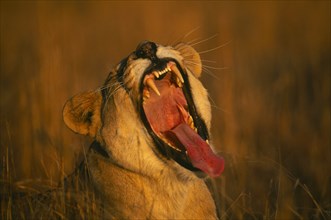SOUTH AFRICA, Gauteng, "Lion and Rhino park, portrait of yawning lioness (Panthera Leo). "