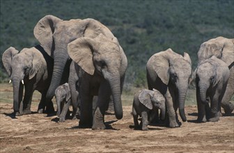 SOUTH AFRICA, Cape Province, Animals, Addo Elephant National Park. Breeding herd of elephants with