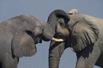 ZIMBABWE, Hwange National Park, Bull elephants touching with trunks.