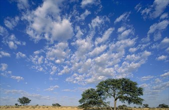 SOUTH AFRICA, Northern Cape, Gemsbok National Park, Wide open plains of the Kalahari with