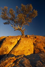 NAMIBIA, Near Aus., "Commiphora Sp. tree, also known as Myrrh, growing from rocks against blue sky