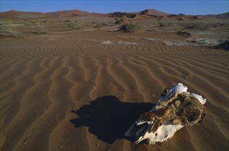 NAMIBIA, Namib Desert, Skull on sand dune.