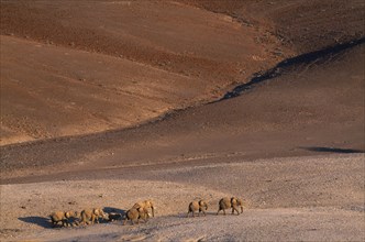 NAMIBIA, Kaokoland  , "Elephants, desert roaming ecotype crossing desert at Purros general view. "