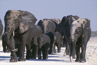 NAMIBIA, Etosha, An advancing herd of elephants with babies.