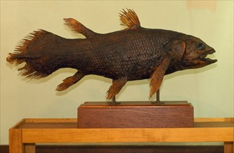 SOUTH AFRICA, Eastern Cape, East London, Coelacanth (Latimeria Chalumnae).  Fish type speciman on
