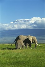 KENYA, Amboseli National Park, "African elephant with baby, mt. Kilimanjaro in background
