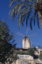 SPAIN, Balearic Islands, Majorca, Palma. Traditional windmill framed by overhanging palm. Grafitti