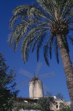 SPAIN, Balearic Islands , Majorca, Palma. Traditional windmill with palm tree in the foreground