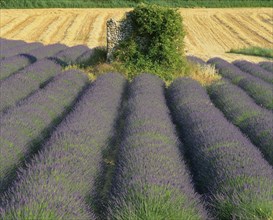 FRANCE, Provence  Cote D'Azur, Alps-de-Haute, Digne fields of lavender