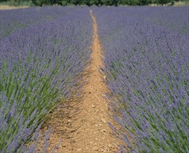 FRANCE, Provence  Cote D'Azur, Alps-de-Haute, Digne fields of lavender