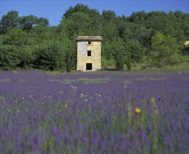 FRANCE, Provence  Cote D'Azur, Vaucluse, Old farm building in lavender field with forest behind