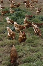 AGRICULTURE, Livestock, Poultry, Free range hens roaming in a field.
