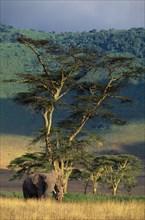 TANZANIA, Ngorongoro Crater, African elephant (Loxodonta africana) standing under a tall tree