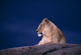 TANZANIA, Serengeti National Park, Lioness (Panthera Leo) lying on a rock with a dark blue sky