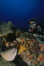 SEA, Underwater, Scuba Diving, Diver in the Indian Ocean off Mozambique by coral reef with a