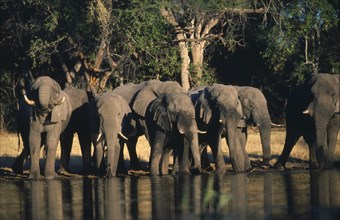 BOTSWANA, Okavango Delta, African Elephant (Loxodonta Africana) drinking at waterhole.