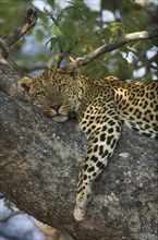 BOTSWANA, Okavango, Leopard lying in tree.