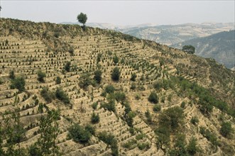 CHINA, Shaanxi, Yanan , Terracing and tree planting to prevent erosion of loess soil