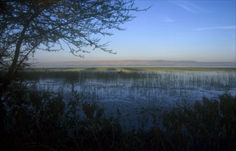 ETHIOPIA, Lake Awassi, View across lake from the reeded shore