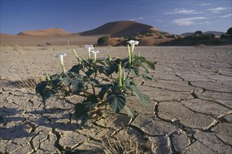 NAMIBIA, SOSSUSVLEI DESERT, Sossusvlei Desert, Flowers in dried lake bed