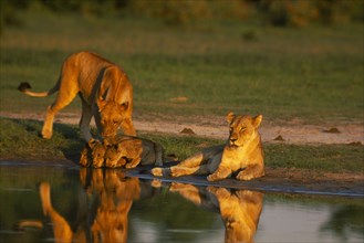 BOTSWANA, Savuti, Lioness and cubs drinking at waterhole (Panthera Leo)