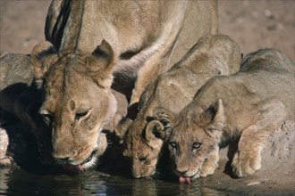 BOTSWANA, Kalahari, Lion and cubs drinking from waterhole.