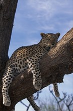 NAMIBIA, Harnas, Young adult leopard (Panthera pardus) lying in tree