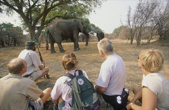 ZIMBABWE, Mashonaland, Mana Pools National Park, Tourists with a guide watching an elephant on