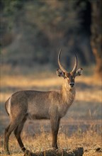 ZIMBABWE, Mana Pools National Park, Waterbuck (Kobus Ellipsiprymnus)