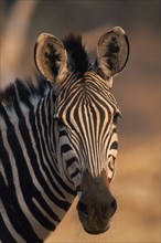 ZIMBABWE, Mana Pools National Park, Burchell's Zebra.
