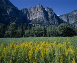 USA, California, "Yosemite National Park, mountain scenery with yellow flowers field in front "