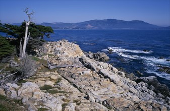 USA, California, Carmel , Big Sur rocky coastline with cypress trees.