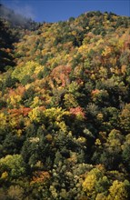 USA, North Carolina, Smoky Mountain , Great Smoky Mountain National Park. View across tree tops in