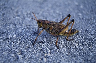 NATURAL HISTORY, Insects, Cricket , Cricket on tarmac in USA Florida Everglades National Park.