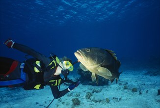 10085572 BAHAMAS  San Salvador Diver with a Nassau Grouper  Latin name  Epinephelus striatus