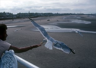 BIRDS, Feeding , Sea Gull, Tourist feeding sea gull from coastl pier. England
