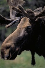 ANIMALS, Wildlife, Moose, Head and antlers of a male moose