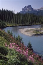 CANADA, Alberta, Banff National Park, View over wild pink flowers and stream toward forest with