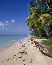 WEST INDIES, Tobago, Pigeon Point, Sandy beach lined with palm trees and a straw hut wooden jetty