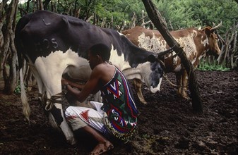SOUTH AFRICA, KwaZulu Natal, Melmoth, Zulu man milking Nguni cow in cattle enclosure at Simunye