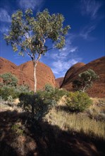 AUSTRALIA, Northern Territory, The Olgas, Known as Katatjuta to the Aborigines.  Gum Tree in front