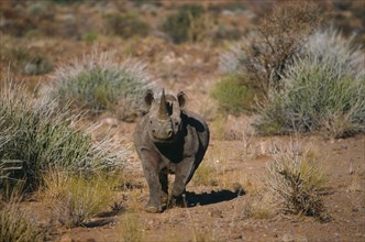 SOUTH AFRICA, Black Rhinoceros, Rhino Charging